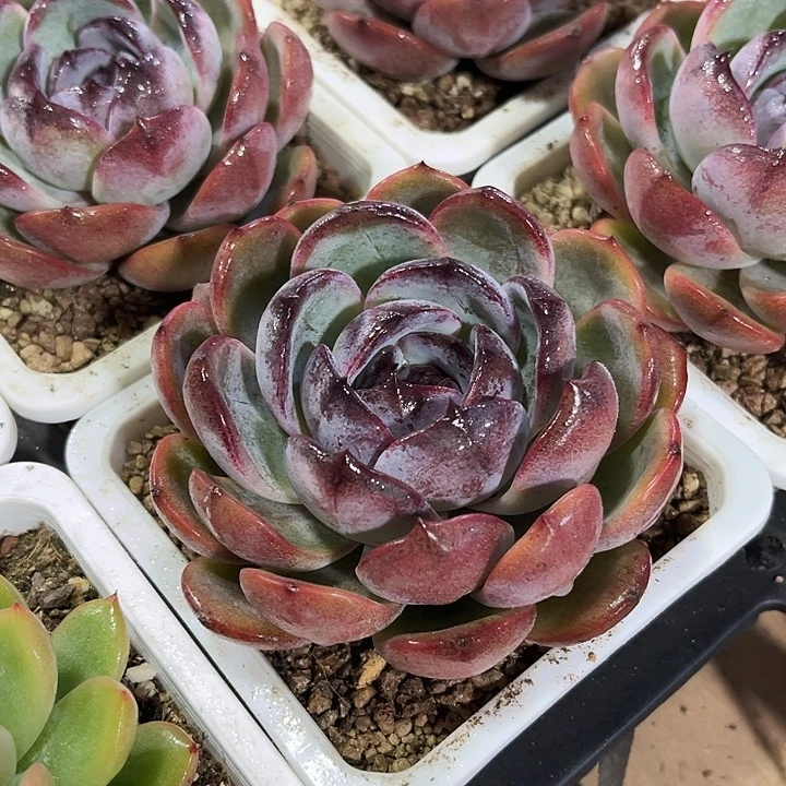精品正版大黑橙子多肉植物