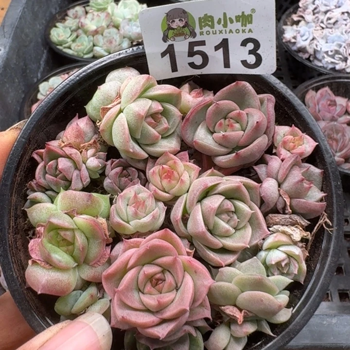 无花朵多肉植物多肉植物