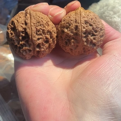 把件文玩核桃王八壳子带彩42磕尖