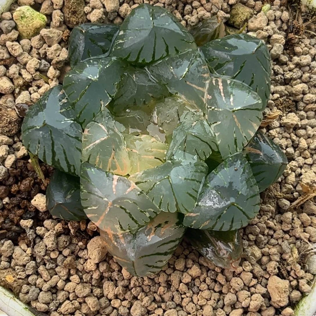 15实生玉露锦十二卷多肉