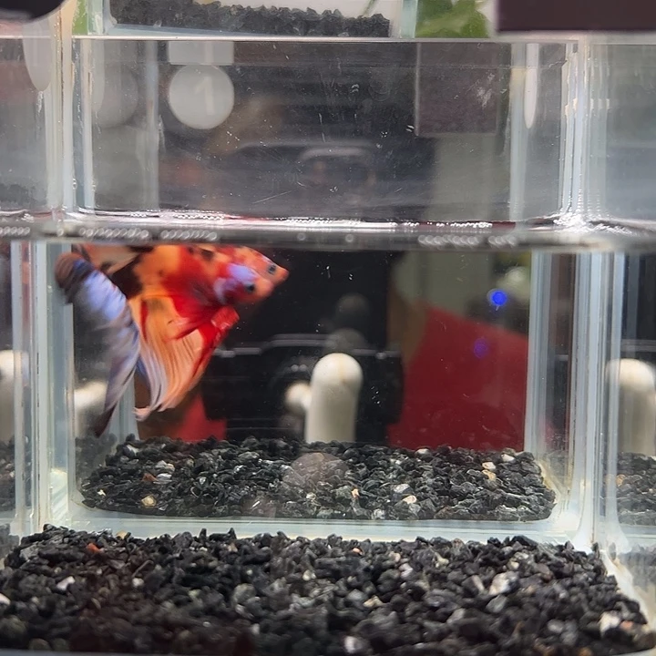 斗鱼竞拍跑单拉黑1