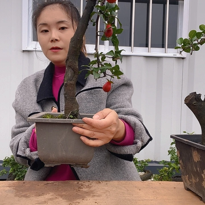 无花朵金弹子盆景血钻品种
