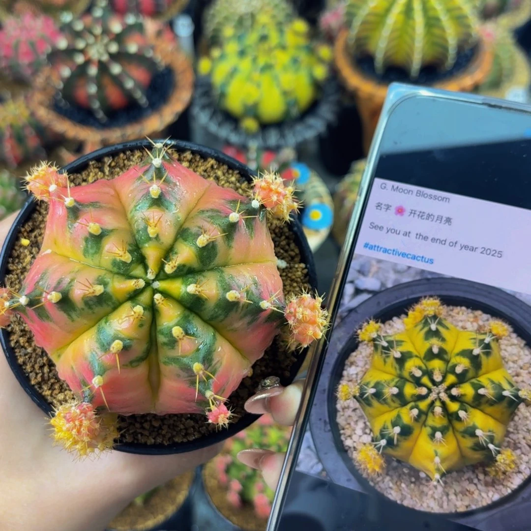 花月亮出侧牙288新名品