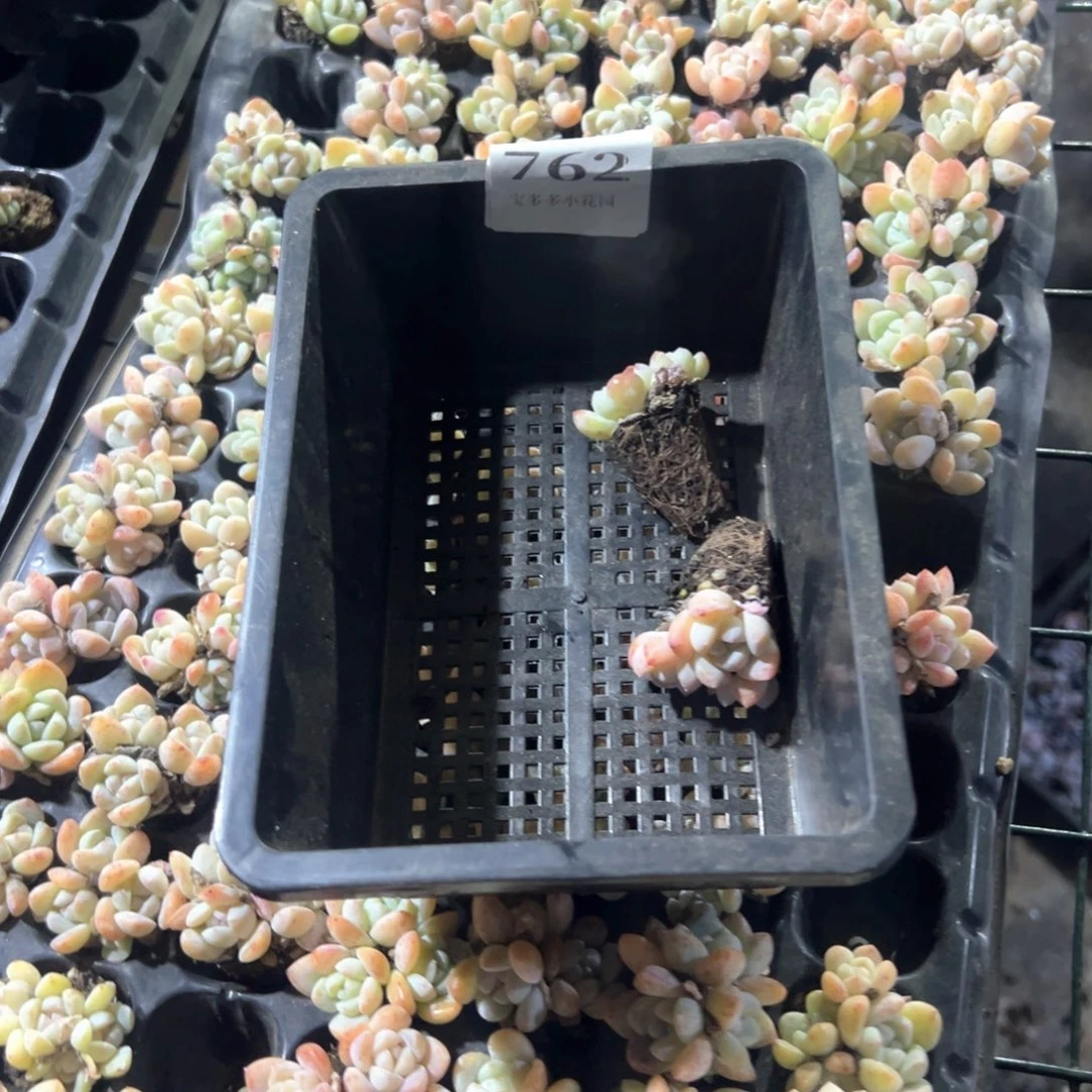 良***爱762号雪媚娘到手2颗一物一拍