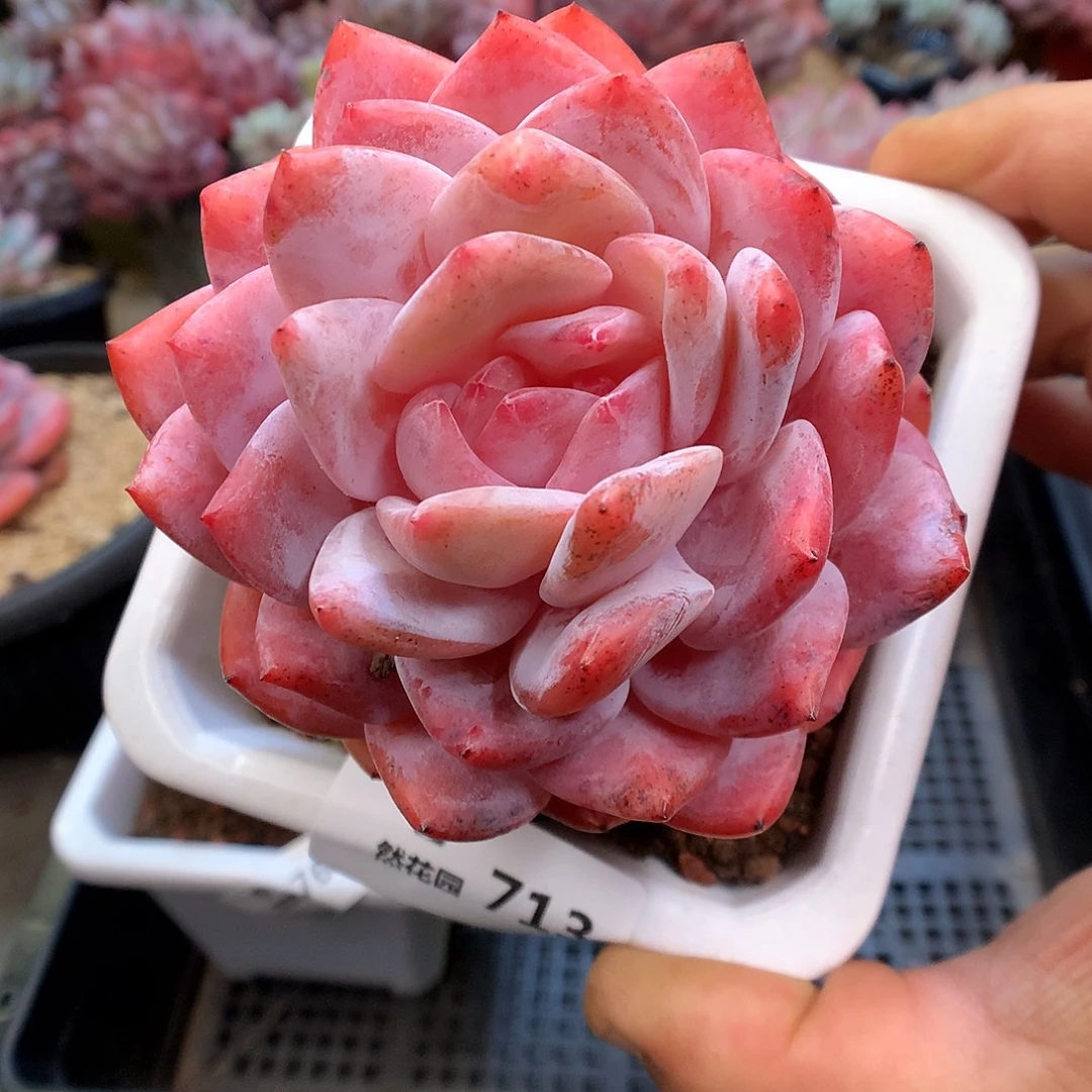 713韩橙多肉植物6666