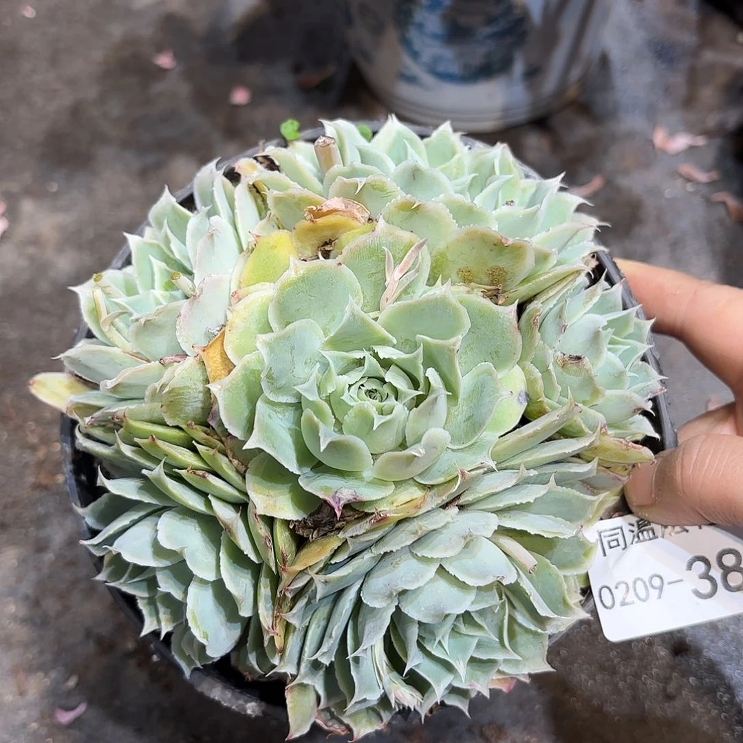 同温层多肉蓝丝绒386量拍