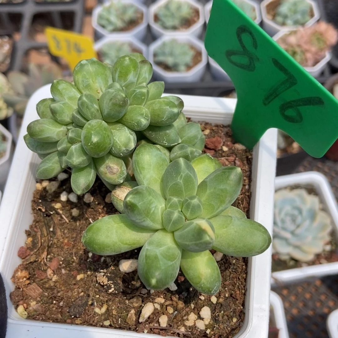 876千代田缀多肉植物保护