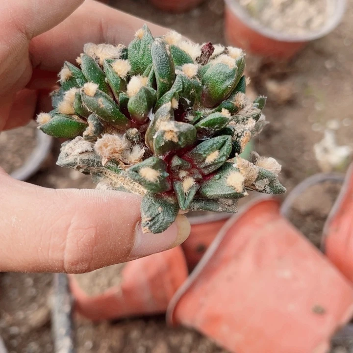 后*。大叶龙舌兰牡丹