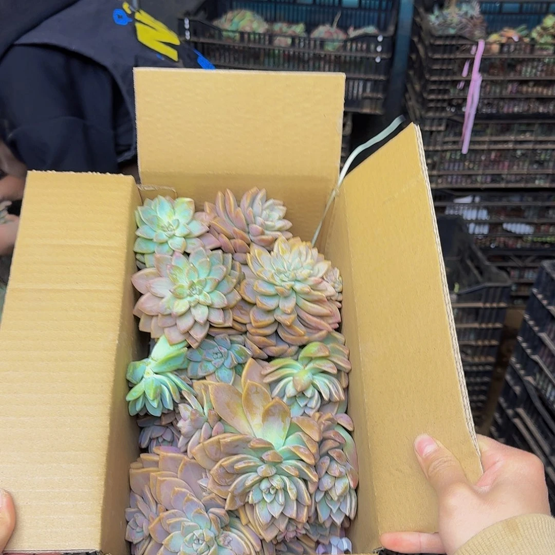 淡雪断枝箱装 不包损11.8