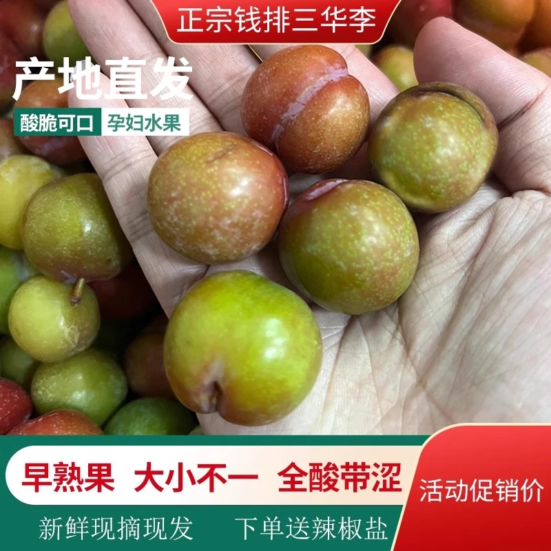 正宗钱排三华李 早熟果全酸带涩带苦 孕妇水果现货现发净含量500g