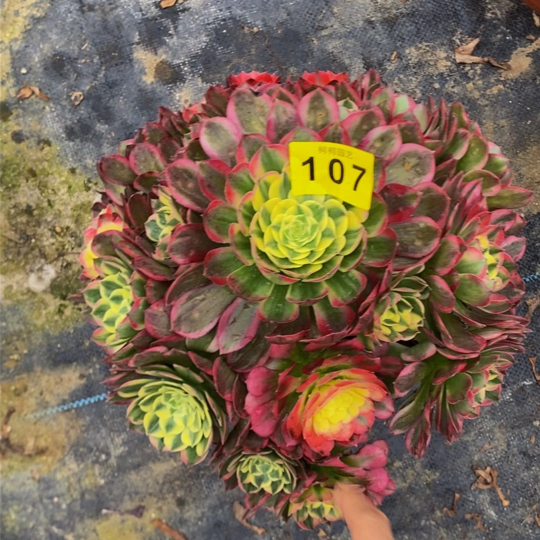 单**爸多肉0000107海王福利款