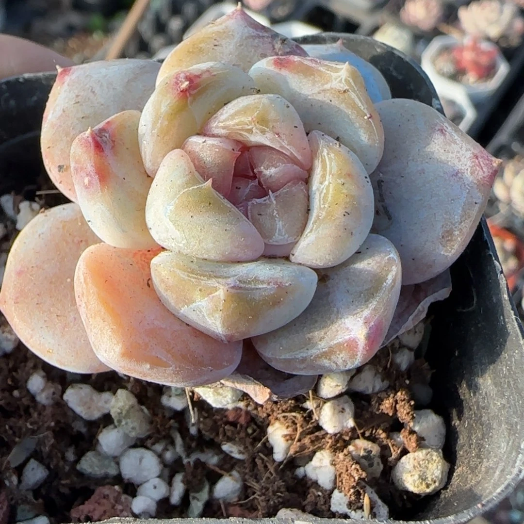 多肉小卡拉米糖心一物一拍