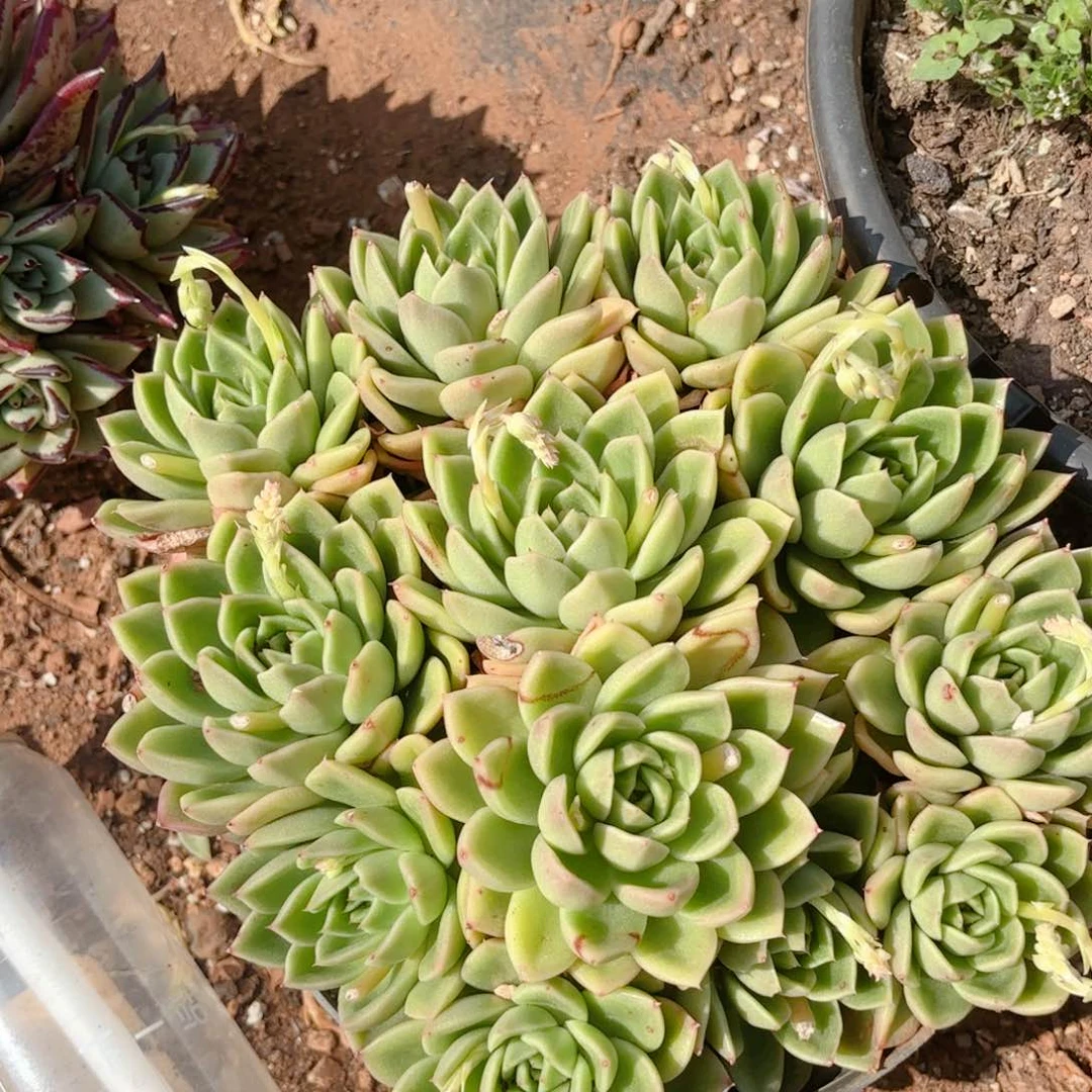 玉杯东云。   9.9。