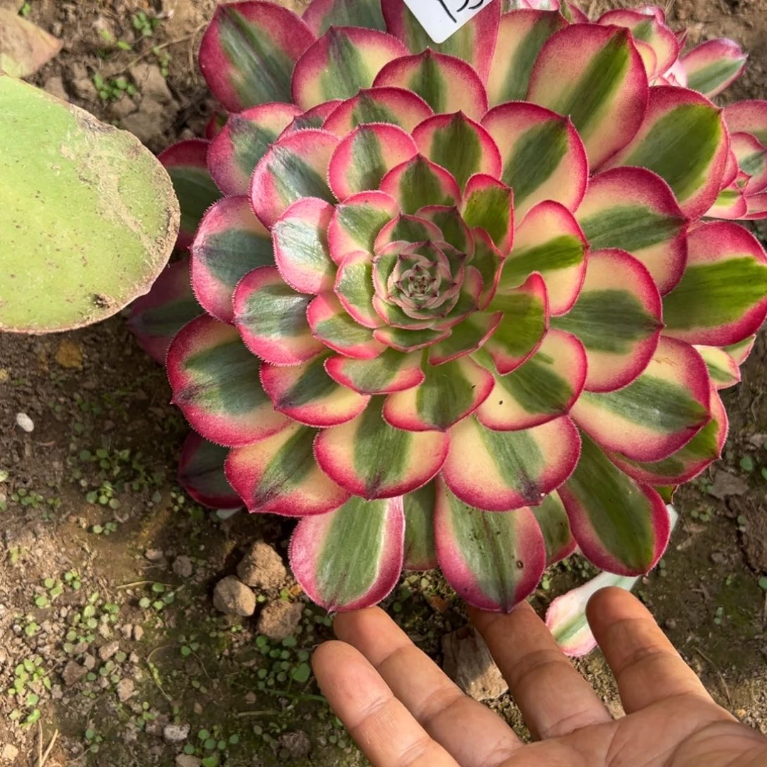 133半糖无根多肉一块五
