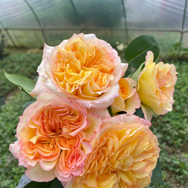 二加仑橘子酱 月季 抗病强香花期长