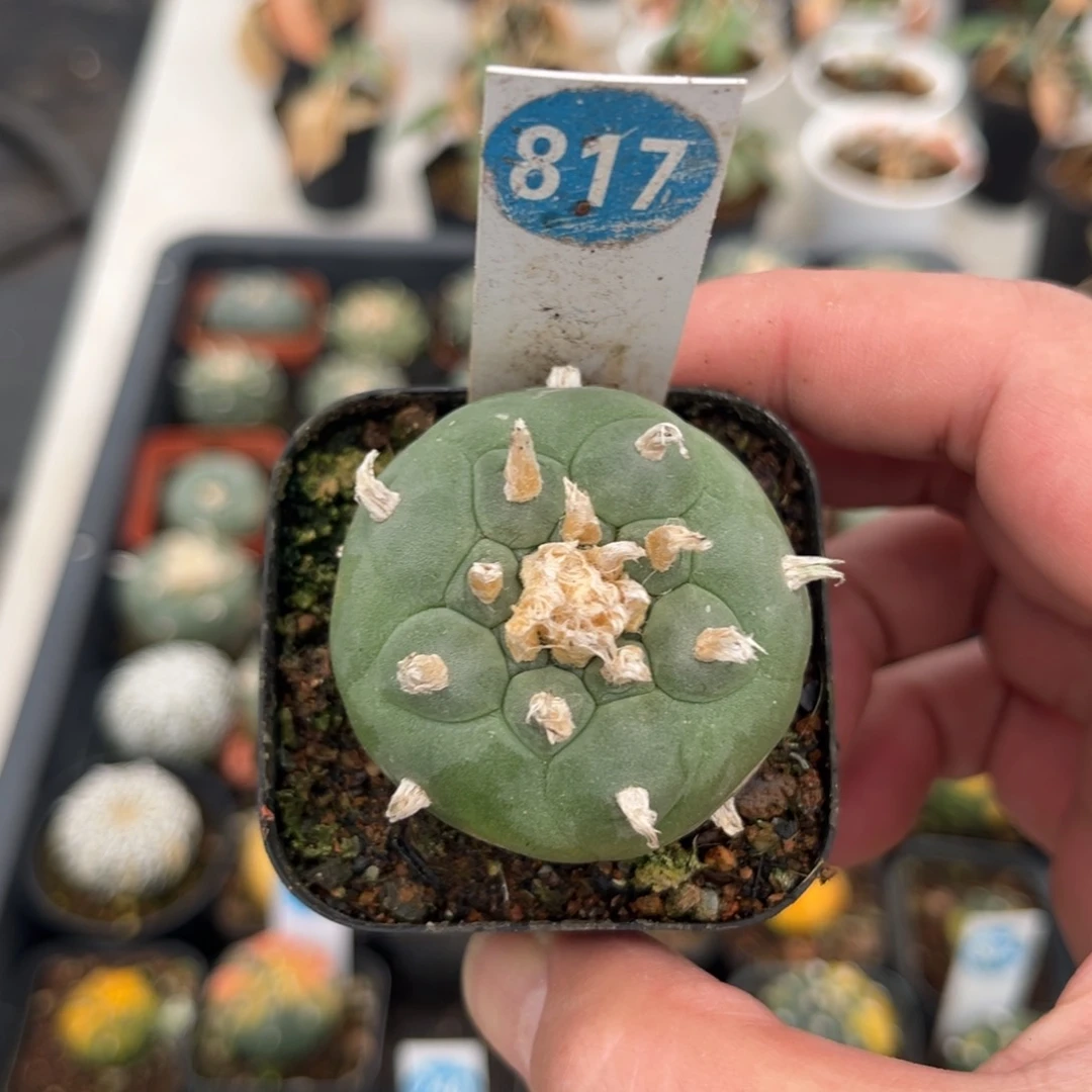 817实生仙人球带盆带土发货