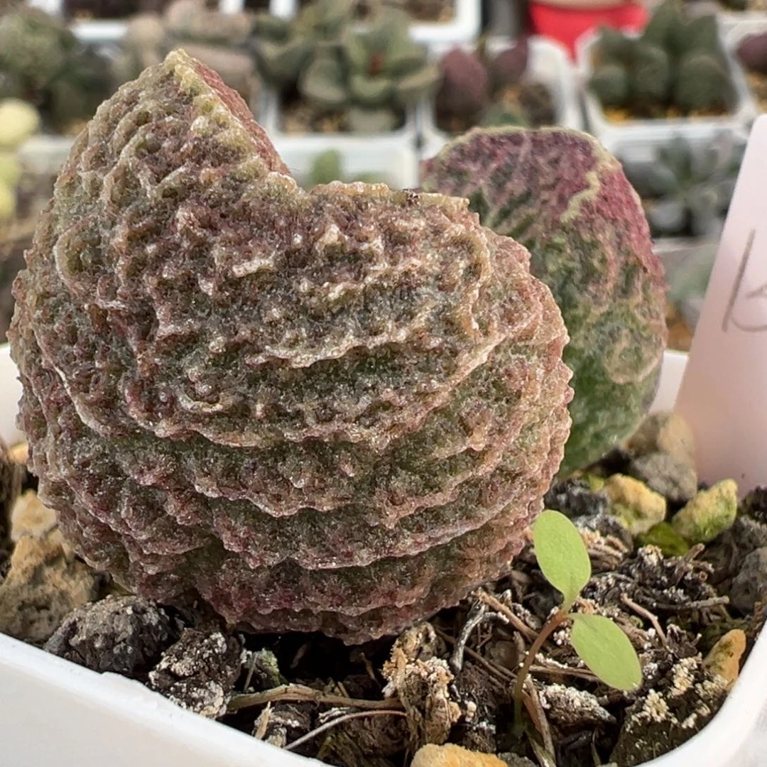 实生新品多肉植物水泡多肉植物