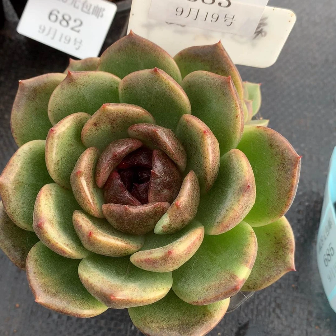 【闪购商品】云683号