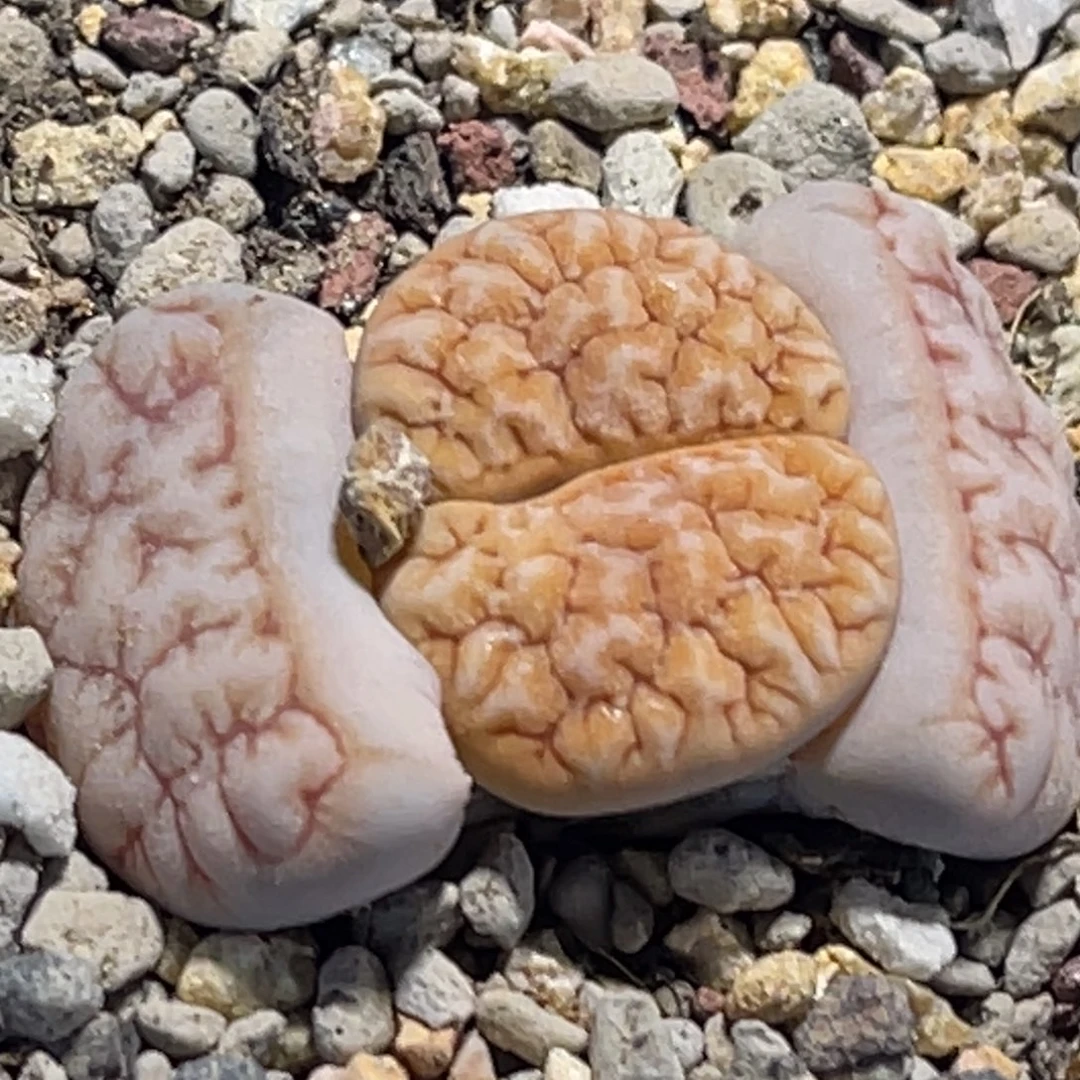 8473凹凸铁189一颗