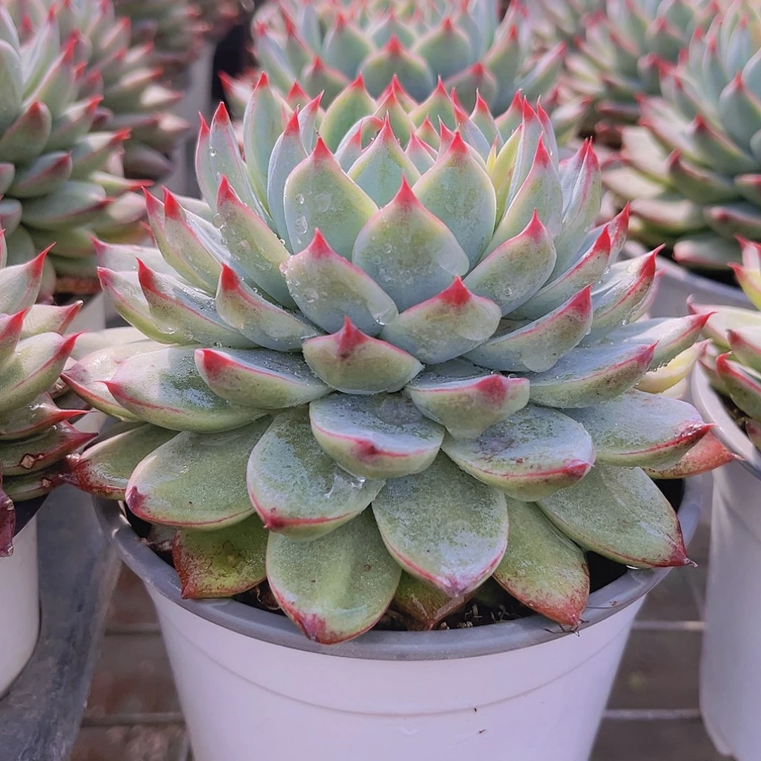 桃夭仙子12公分999999999