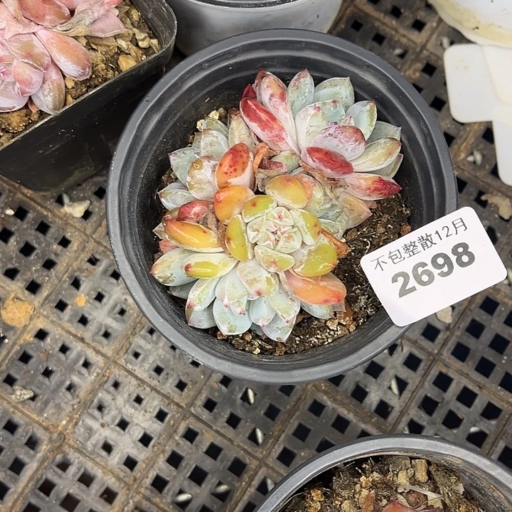 阿雅园艺。       2698梦露