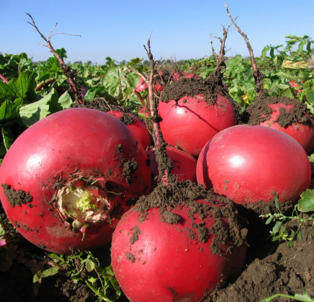东北大红萝卜圆萝卜白心红皮萝卜农家新鲜蔬菜辣萝卜大红袍萝卜