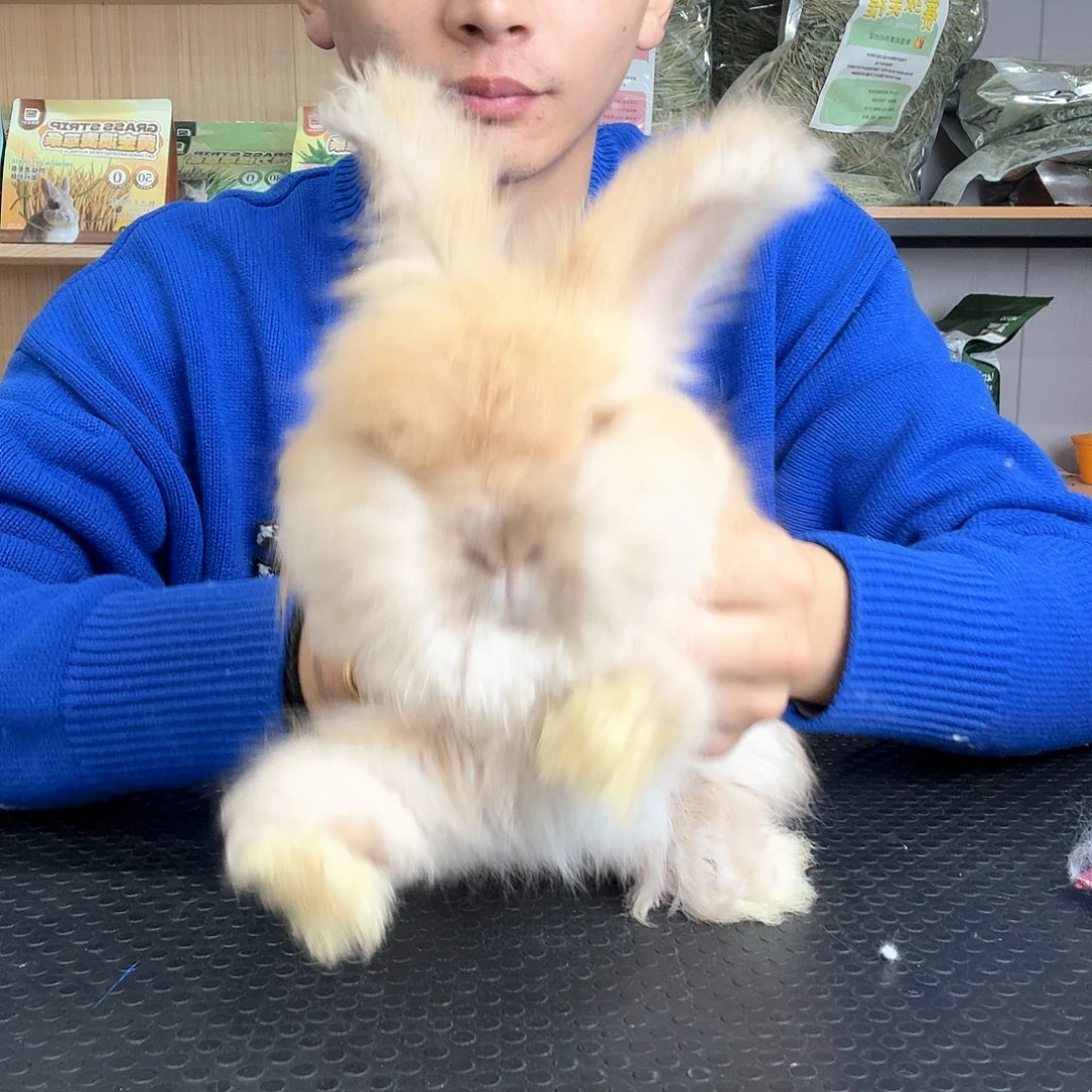 安哥拉黄色妹妹特价