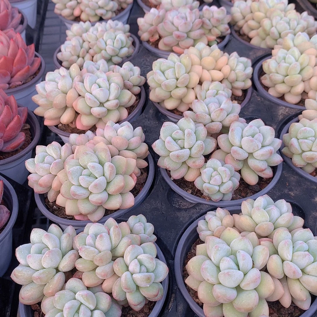 泡泡糖群345667899000000