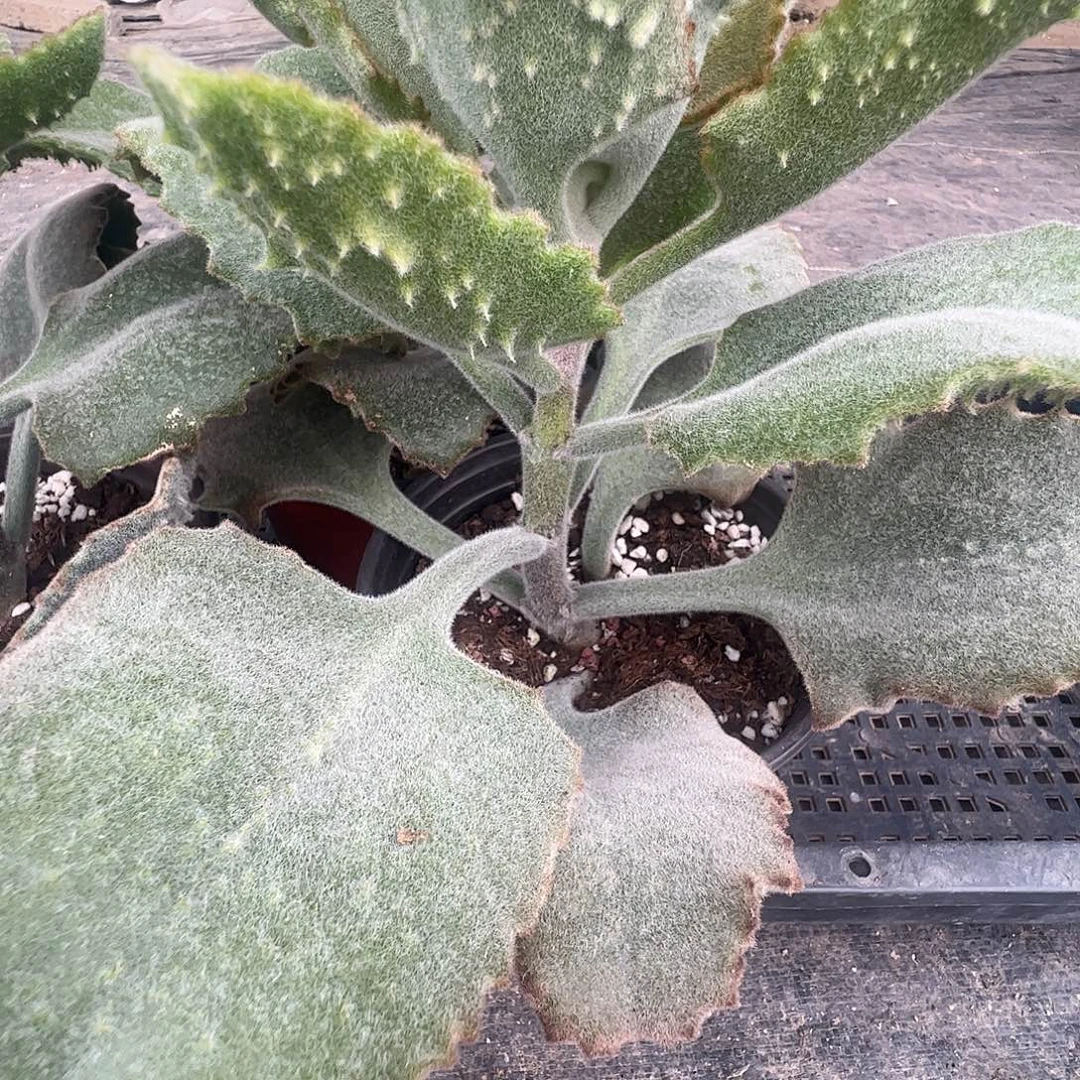 鹰兔耳嫁木嫁木嫁木