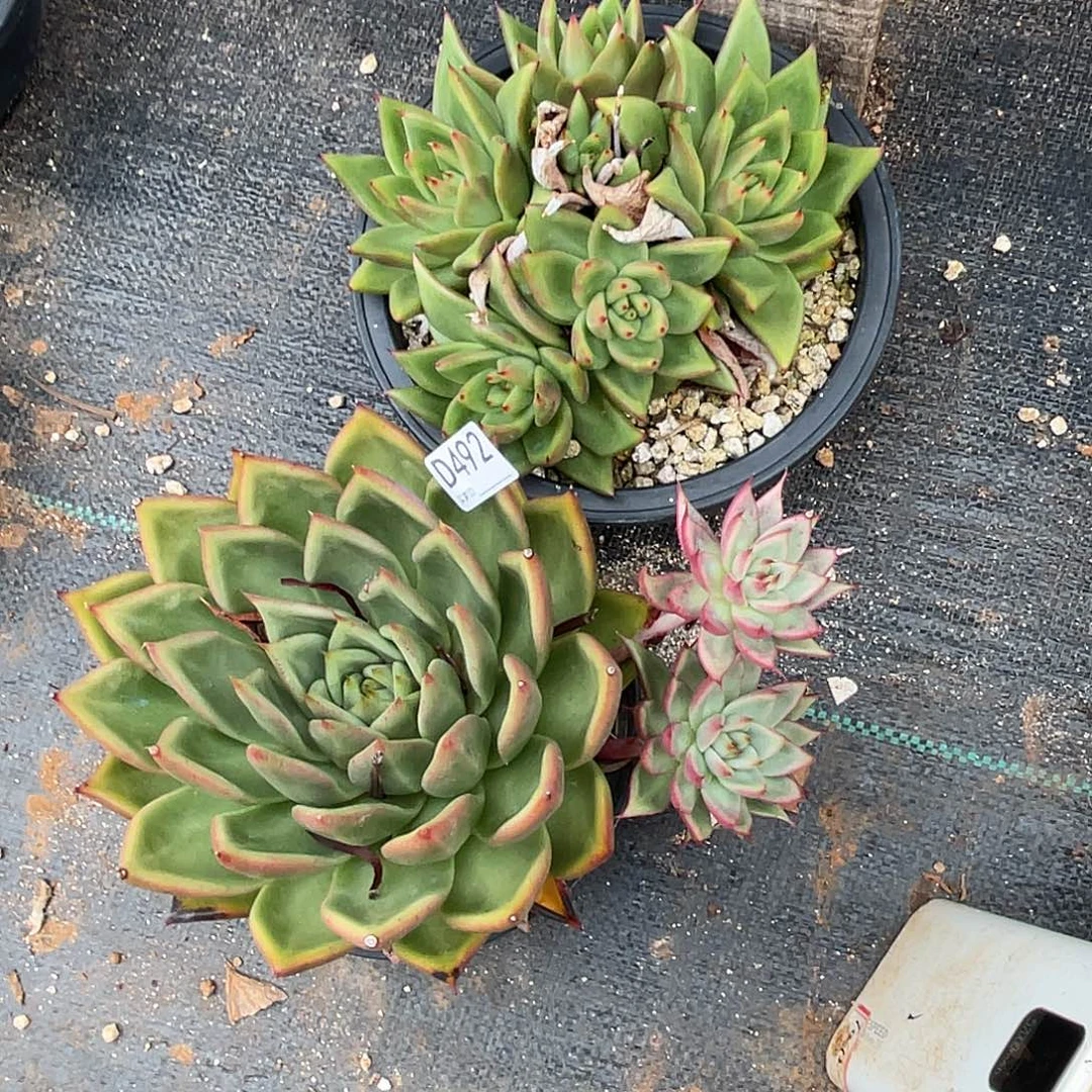 若如东云组拍D492