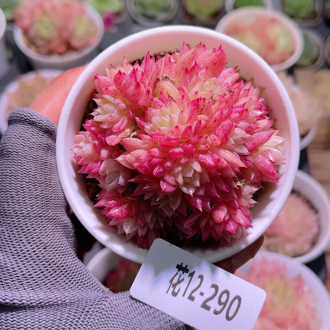 花12-290麦秆群生