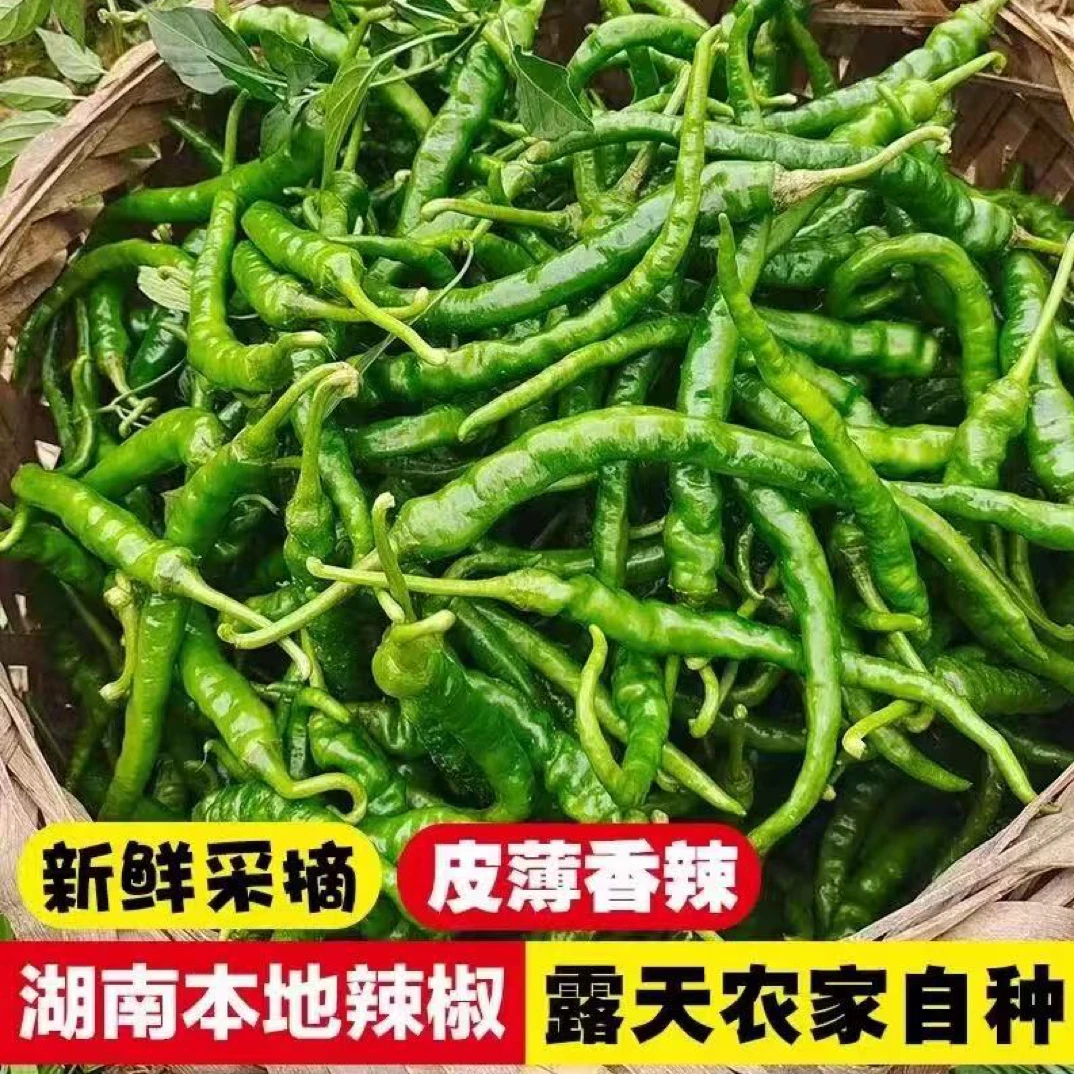 湖南辣椒湘西高山高海拔新鲜采摘薄皮土辣椒香辣下饭农家自种
