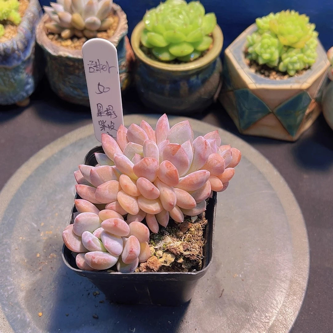 甜****?紫皮星影，多肉植物，