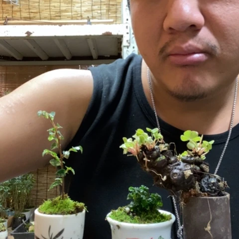 红陶一物一拍所见即所得81