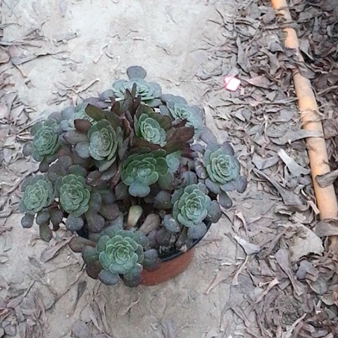 桃***.萝莉法师多肉植物40