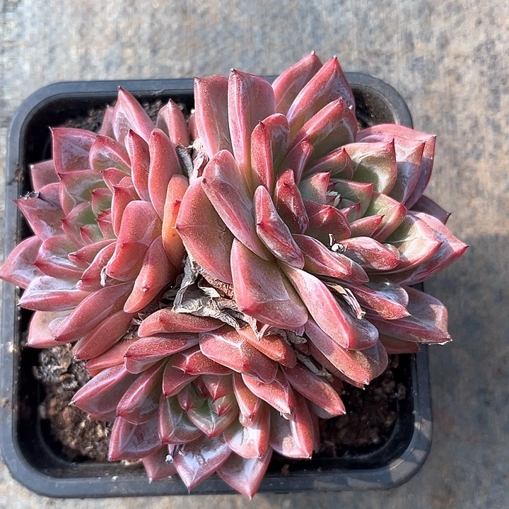 精控双头暗纹老桩