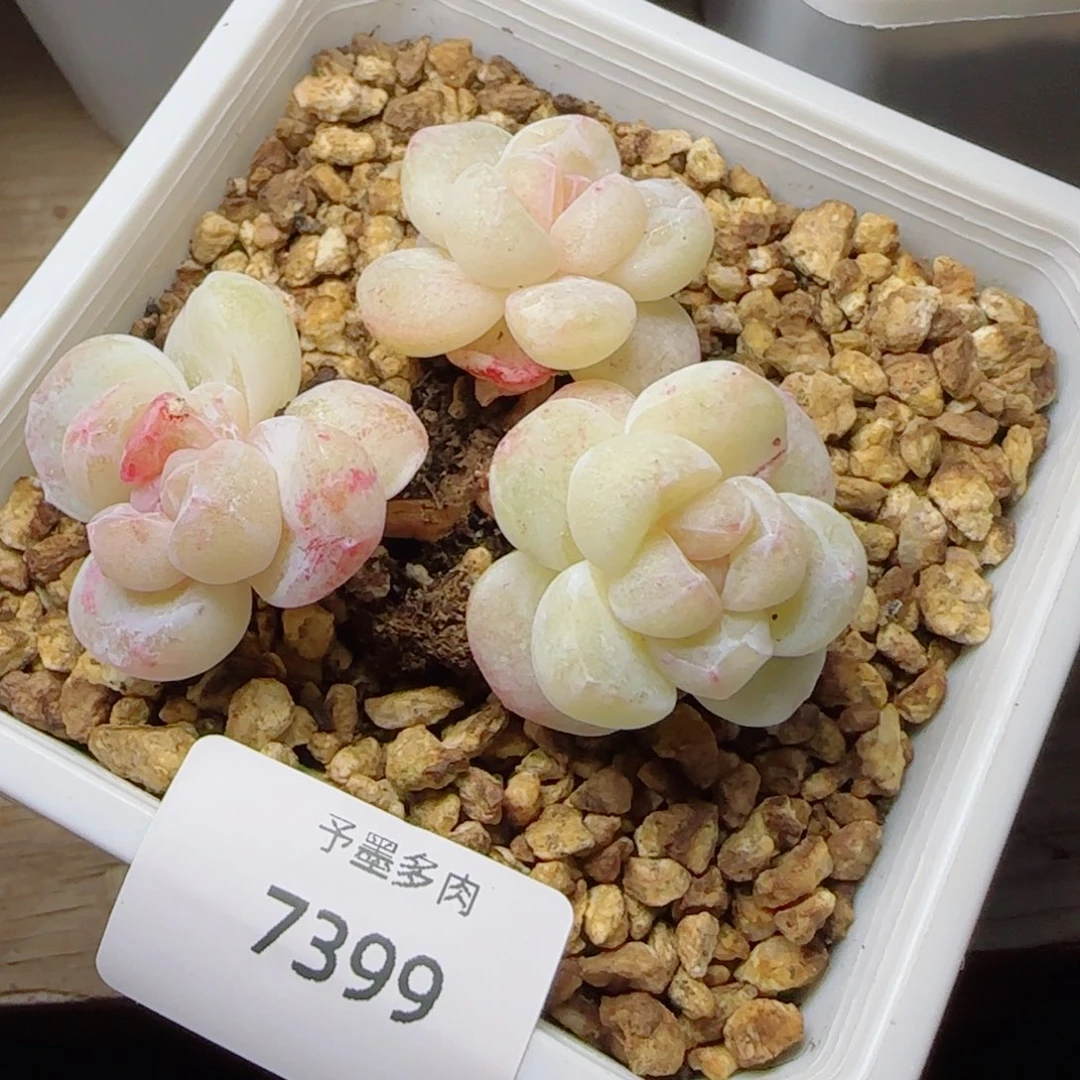 白底冰玉石化，7399多肉植物