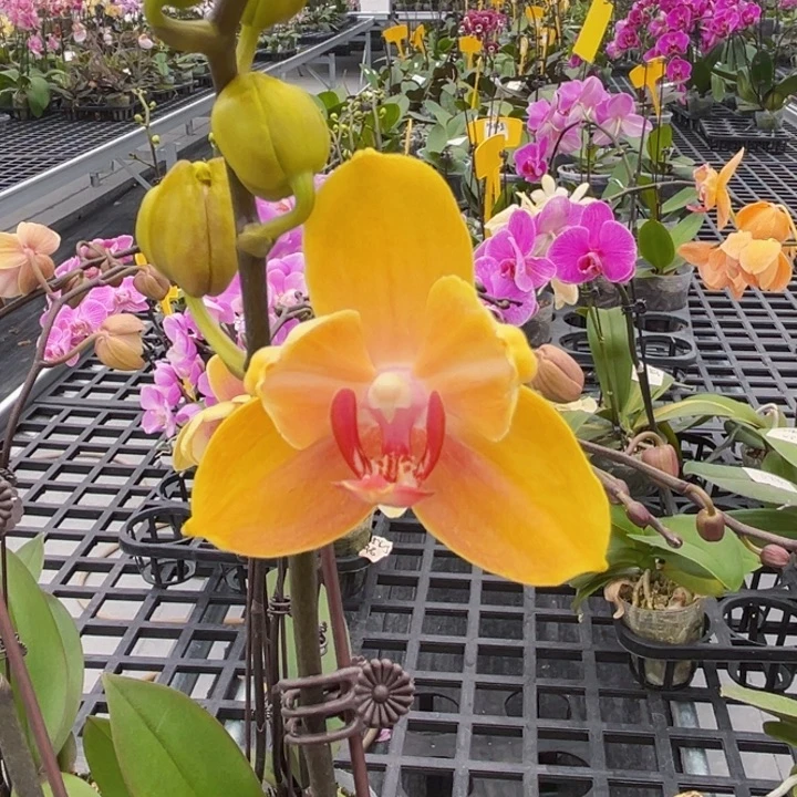 少量花朵（建议范围：2朵-5朵 或40%以下）