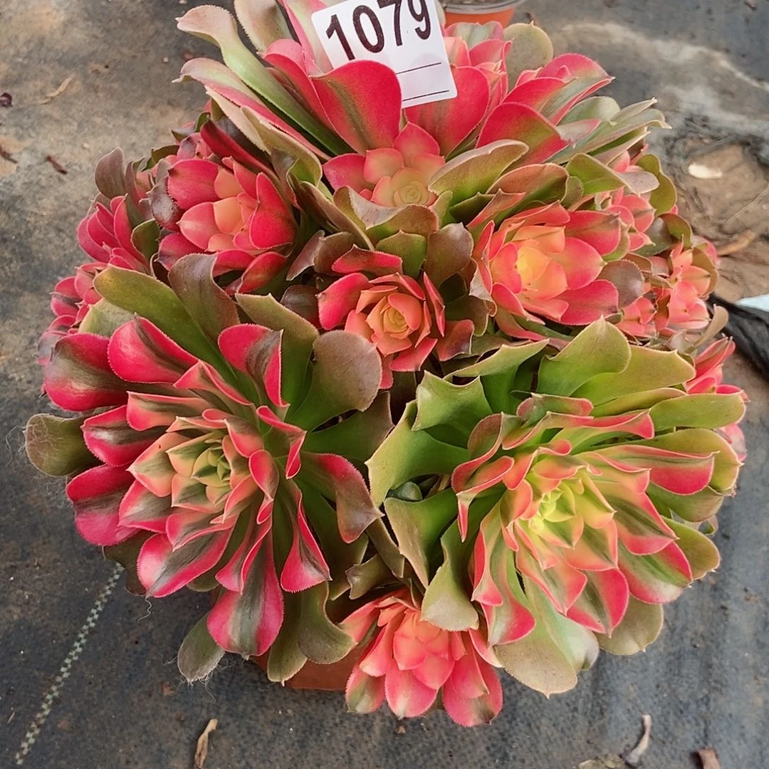 红陶1079香妃3多肉