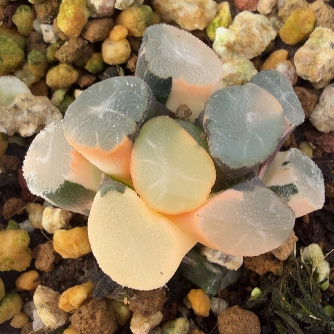 万象锦，多肉植物。