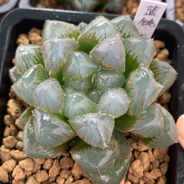 蓝镜玉露一物一拍