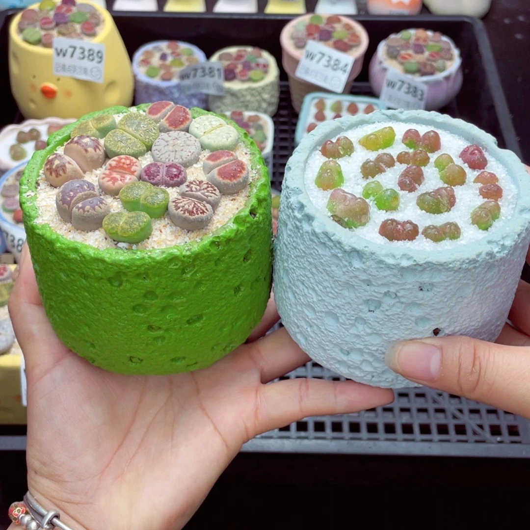 沫*w7397 带盆土发货一物一拍