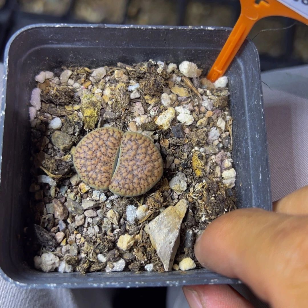 686 一物一拍，默认有伤，介意勿拍，不退不换