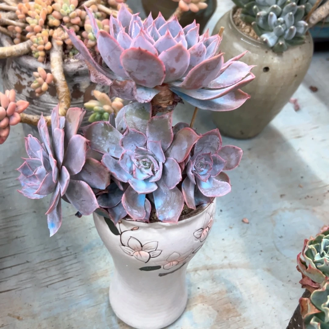 pink68 零零多肉植物