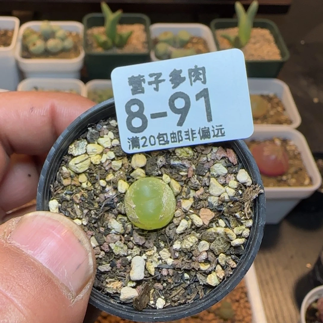 带盆土。     福利。