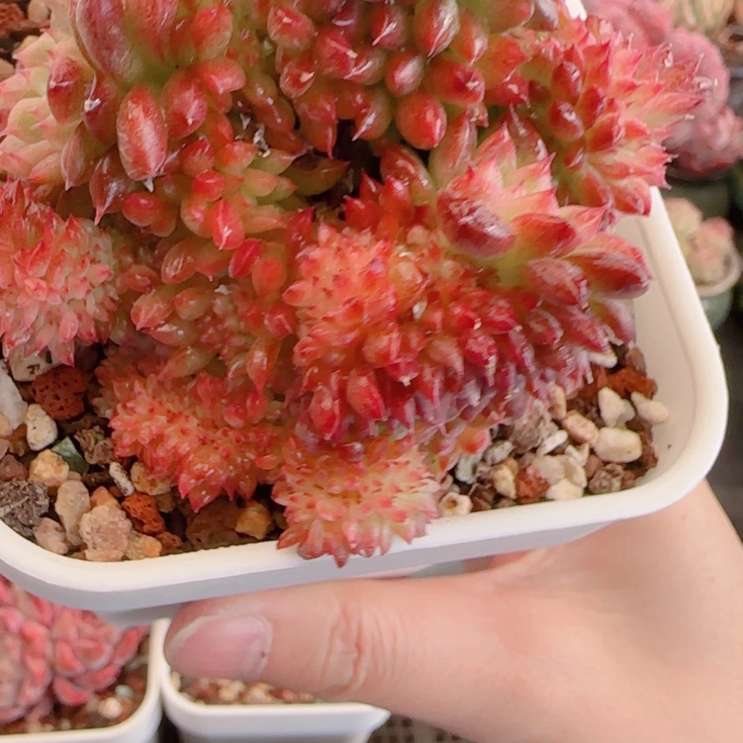 多肉植物3087……...