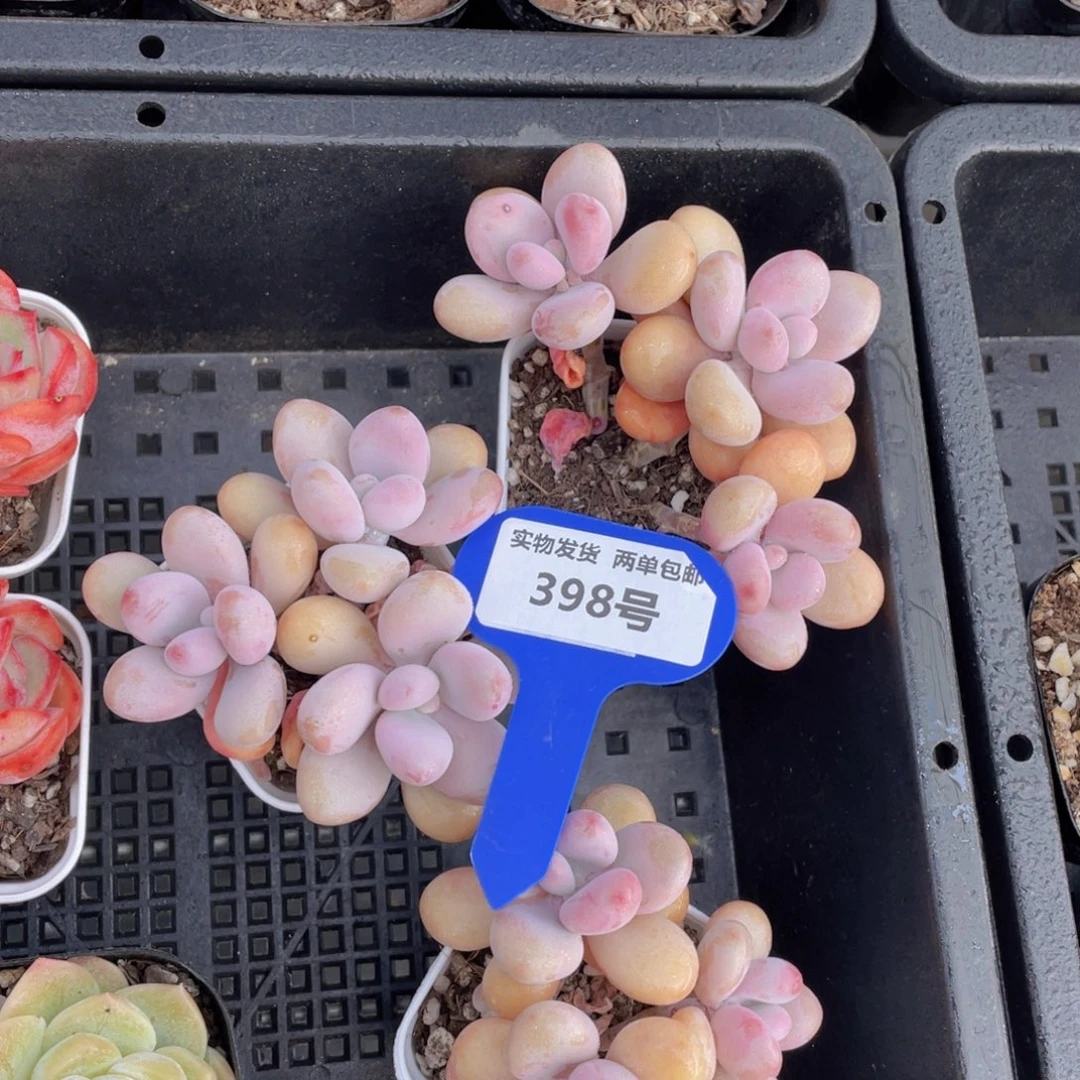 398号桃蛋群生一个