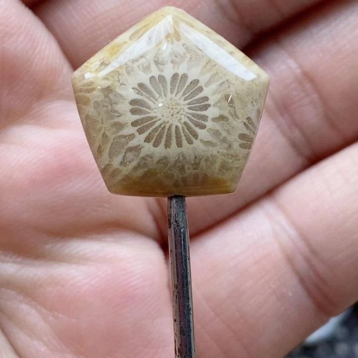 颈饰未镶嵌硅化珊瑚(珊瑚玉)