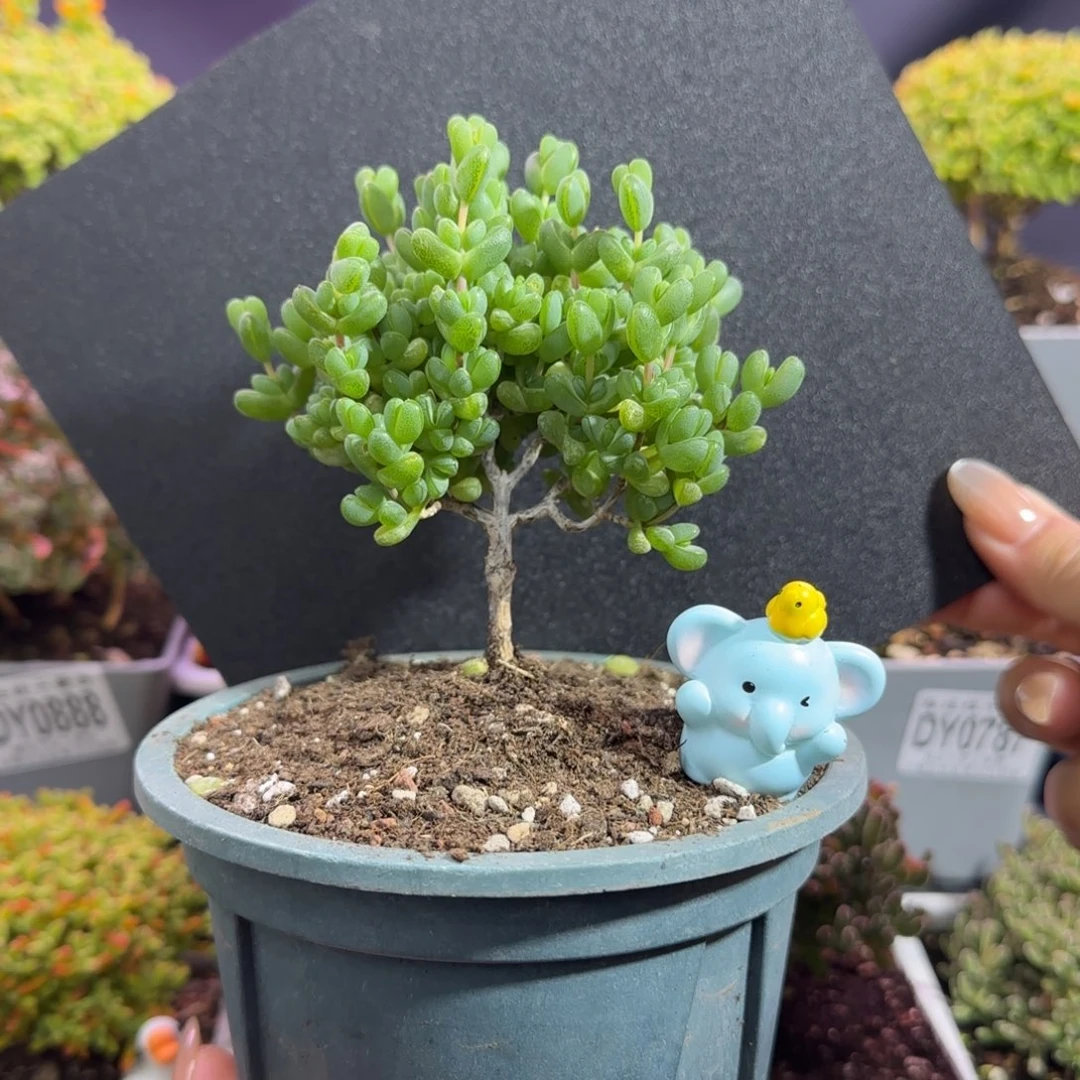 dy0845元宝老桩直杆