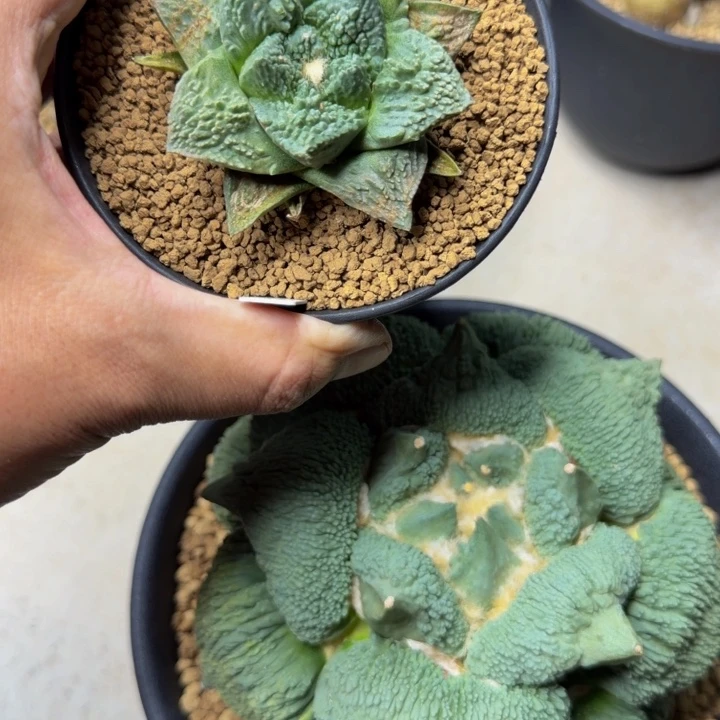 蓝色巨无霸血怒带锦